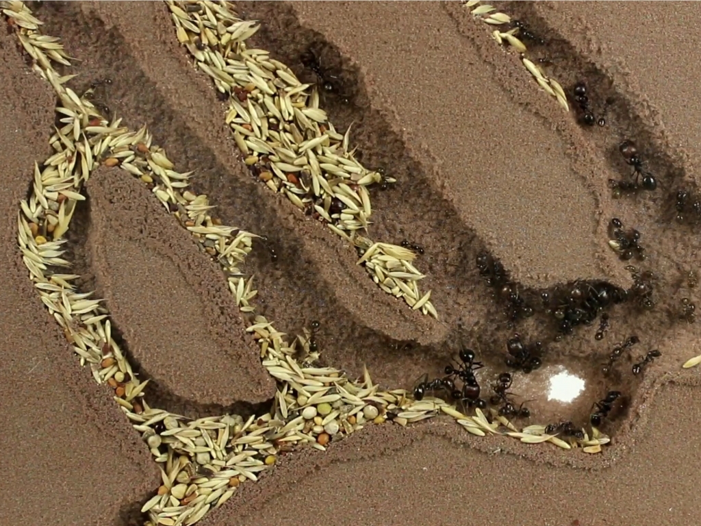 Bundle Offer - Messor barbarus